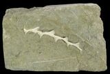 Archimedes Screw Bryozoan Fossil - Illinois #130224-1